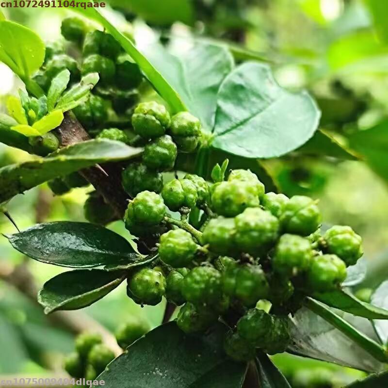 Soap Making Fragrance - ดอกฮวาเจียวแห้งคุณภาพดี พริกไทยจีน สำหรับปรุงรส เครื่องเทศ ธูปหอม ซองหอม